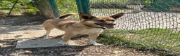 Meticcio cani in regalo: Anais, la nostra splendida lupetta - Annuncio 6