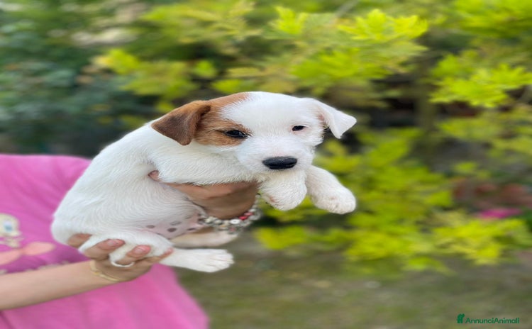 Parson Russell cani a Città Metropolitana di Firenze - Annuncio 1