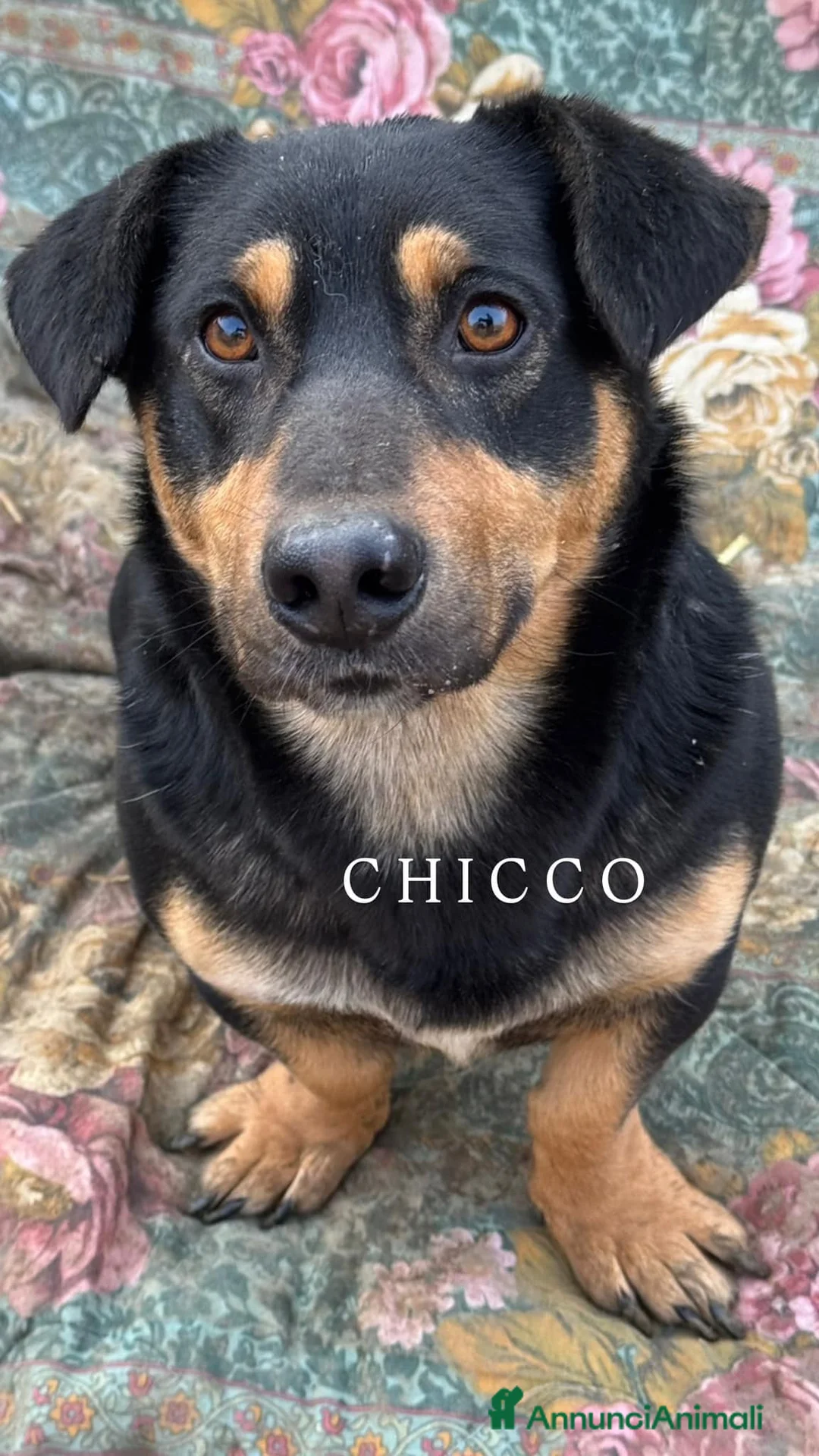 Meticcio cani in regalo: CHICCO, simpaticissimo ZAMPACORTA! - Annuncio 2