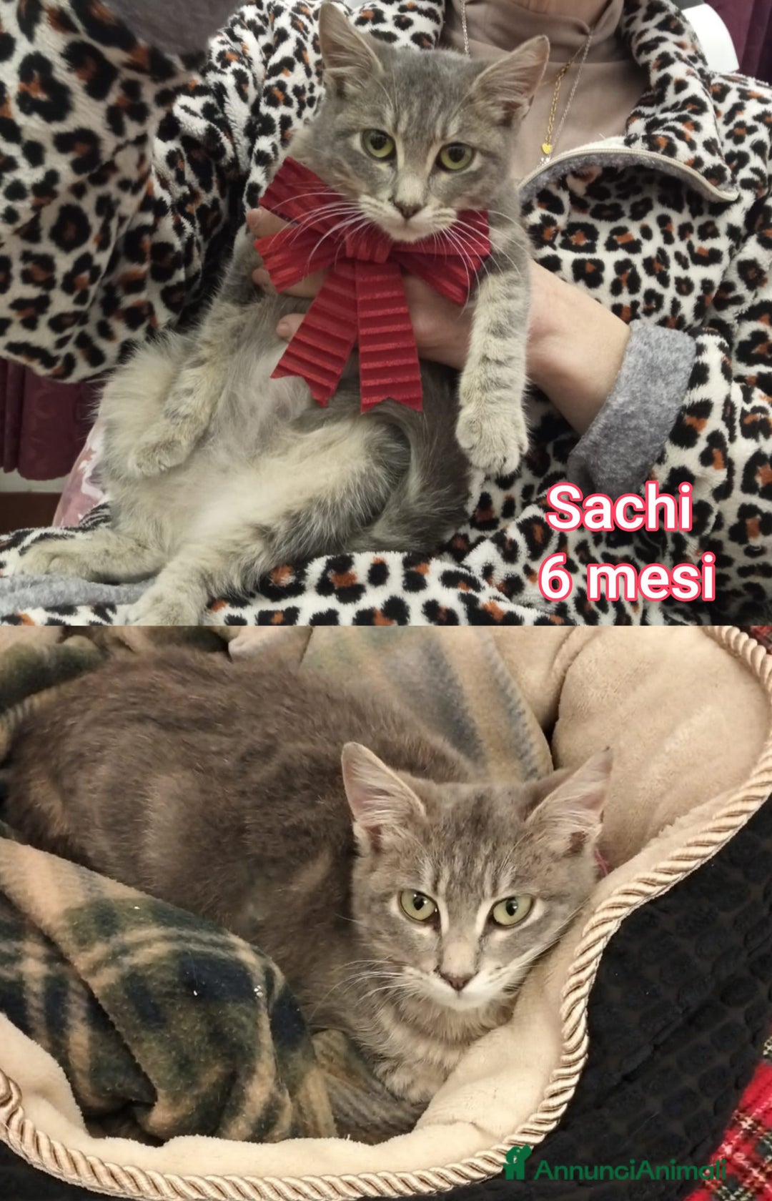 Europeo gatti in regalo: ADOZIONI URGENTI PER QUESTI GATTINI  - Annuncio 4