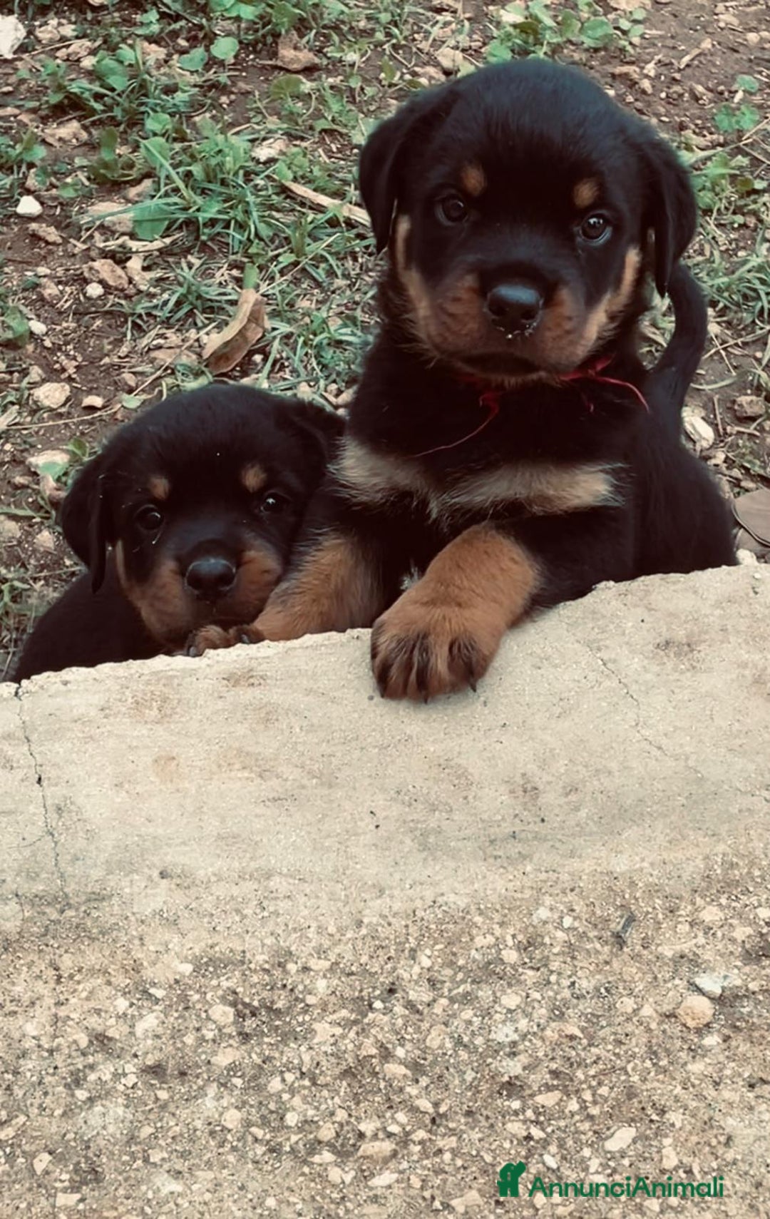 Rottweiler cani in vendita: Cuccioli di Rottweiler  - Annuncio 4