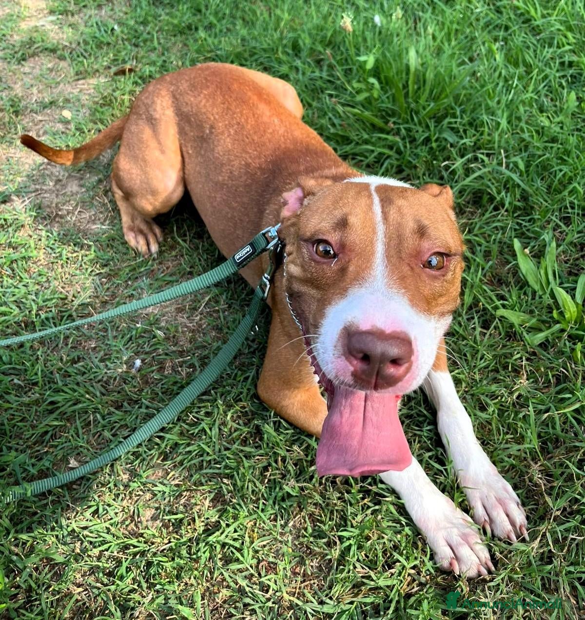 Pitbull cani BONNIE PIT - Annuncio 5