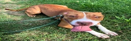 Pitbull cani in regalo: BONNIE PIT - Annuncio 1