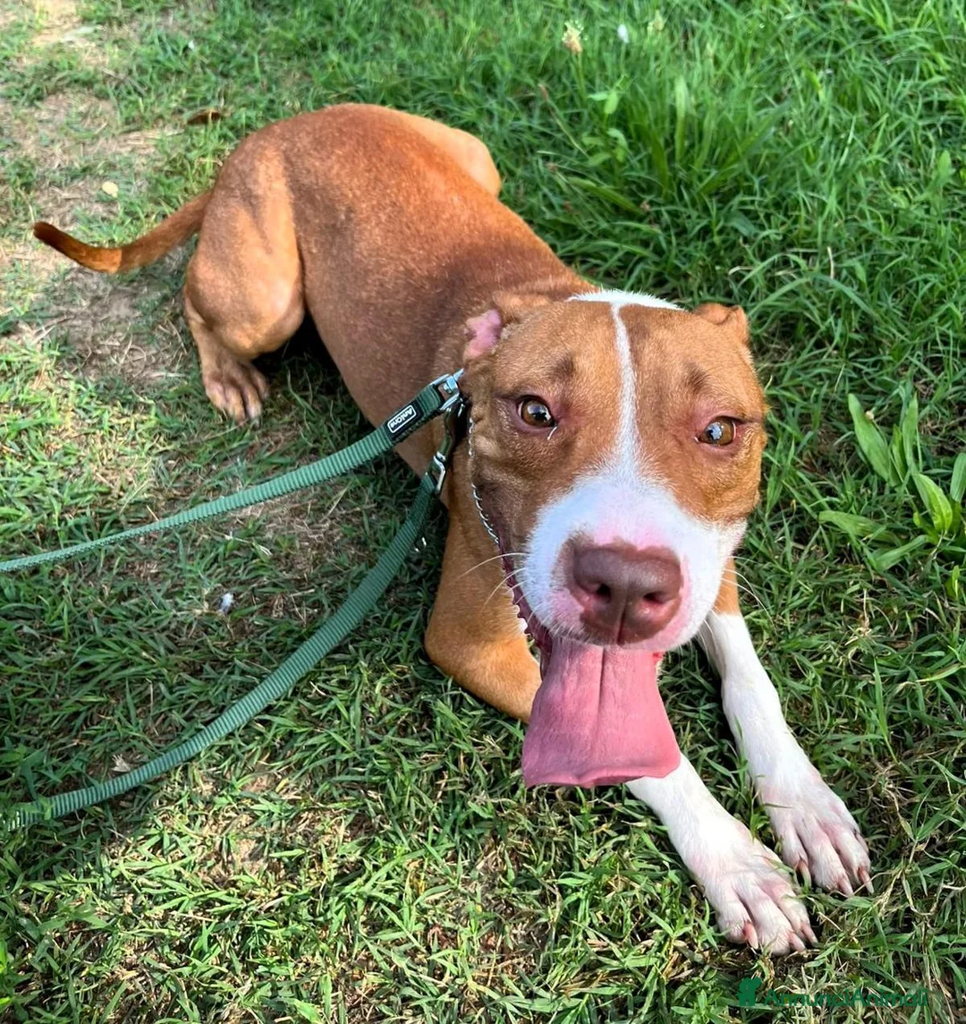 Pitbull cani in regalo: BONNIE PIT - Annuncio 1