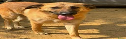 Pastore Tedesco cani in regalo: ANNIE intelligenza da Pastore, cuore da coccolona! - Annuncio 10