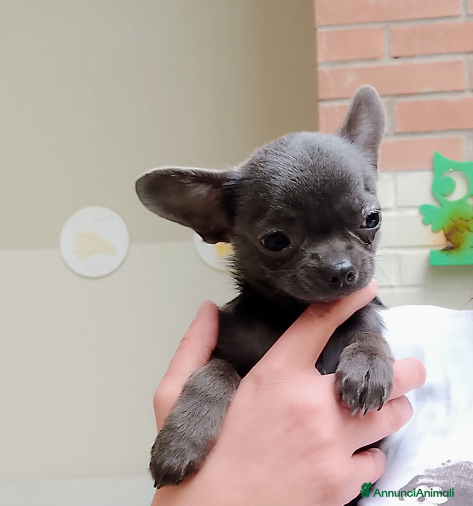 Chihuahua cani Chihuahua con pedigree ENCI  - Annuncio 1