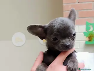 Chihuahua cani Chihuahua con pedigree ENCI - Annuncio 2
