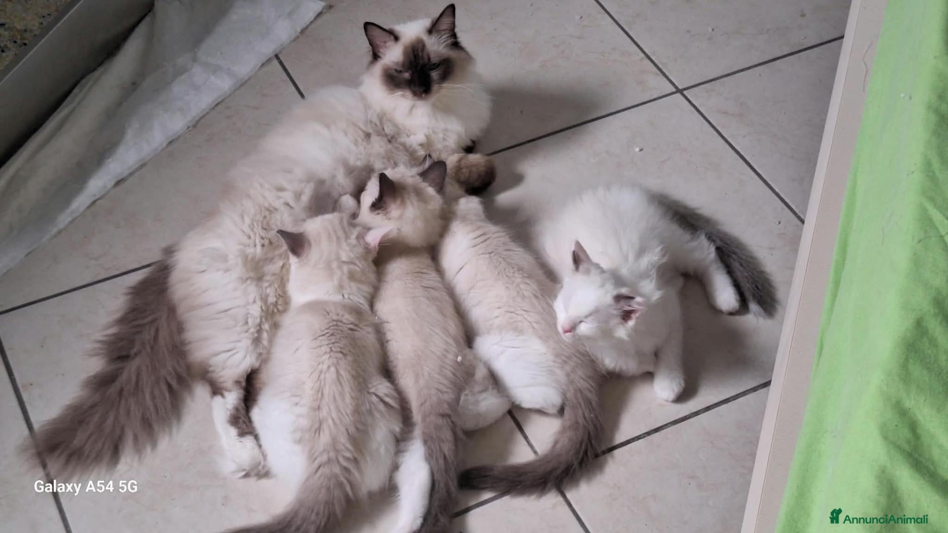 Ragdoll gatti Ragdoll Cuccioli - Annuncio 9