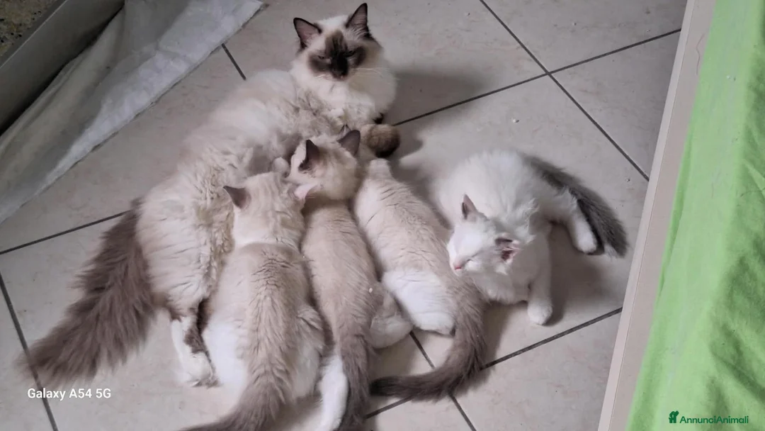 Ragdoll gatti in vendita: Ragdoll Cuccioli - Annuncio 1