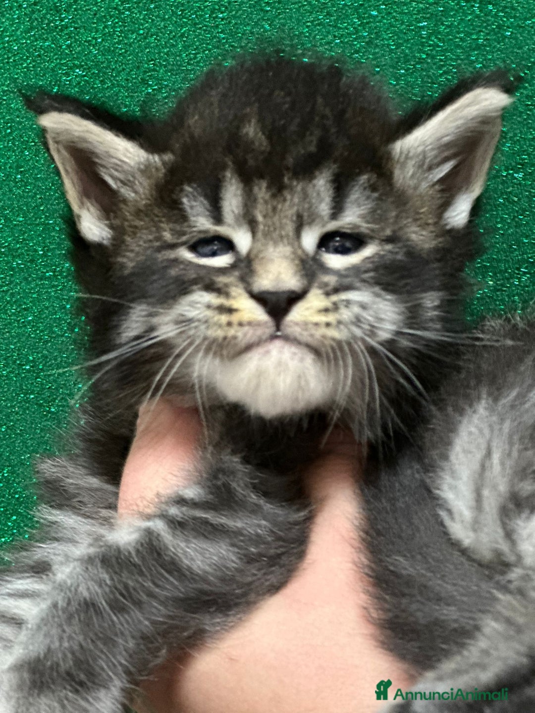 Maine Coon gatti in vendita: Cuccioli maine coon  - Annuncio 2