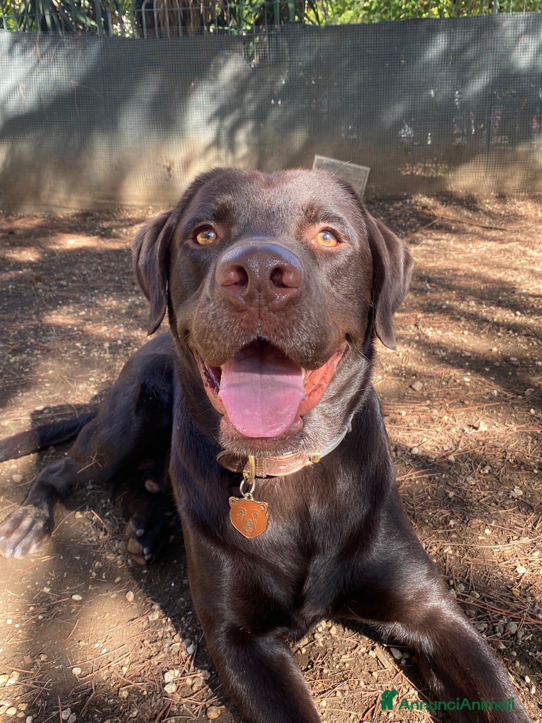 Labrador cani per accoppiamento: Cerco fidanzata Choco🤎 a Città metropolitana di Roma Capitale - Annuncio 3