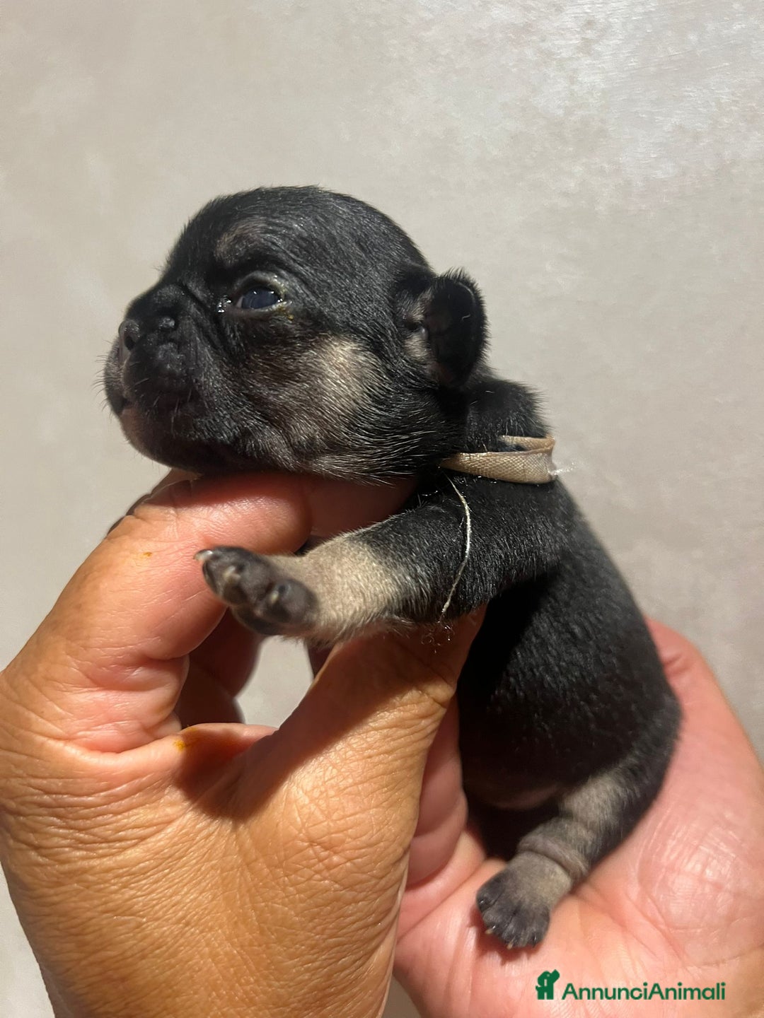 Altre razze gatti in vendita: Bulldog francese cuccioli a Città metropolitana di Milano - Immagine 11