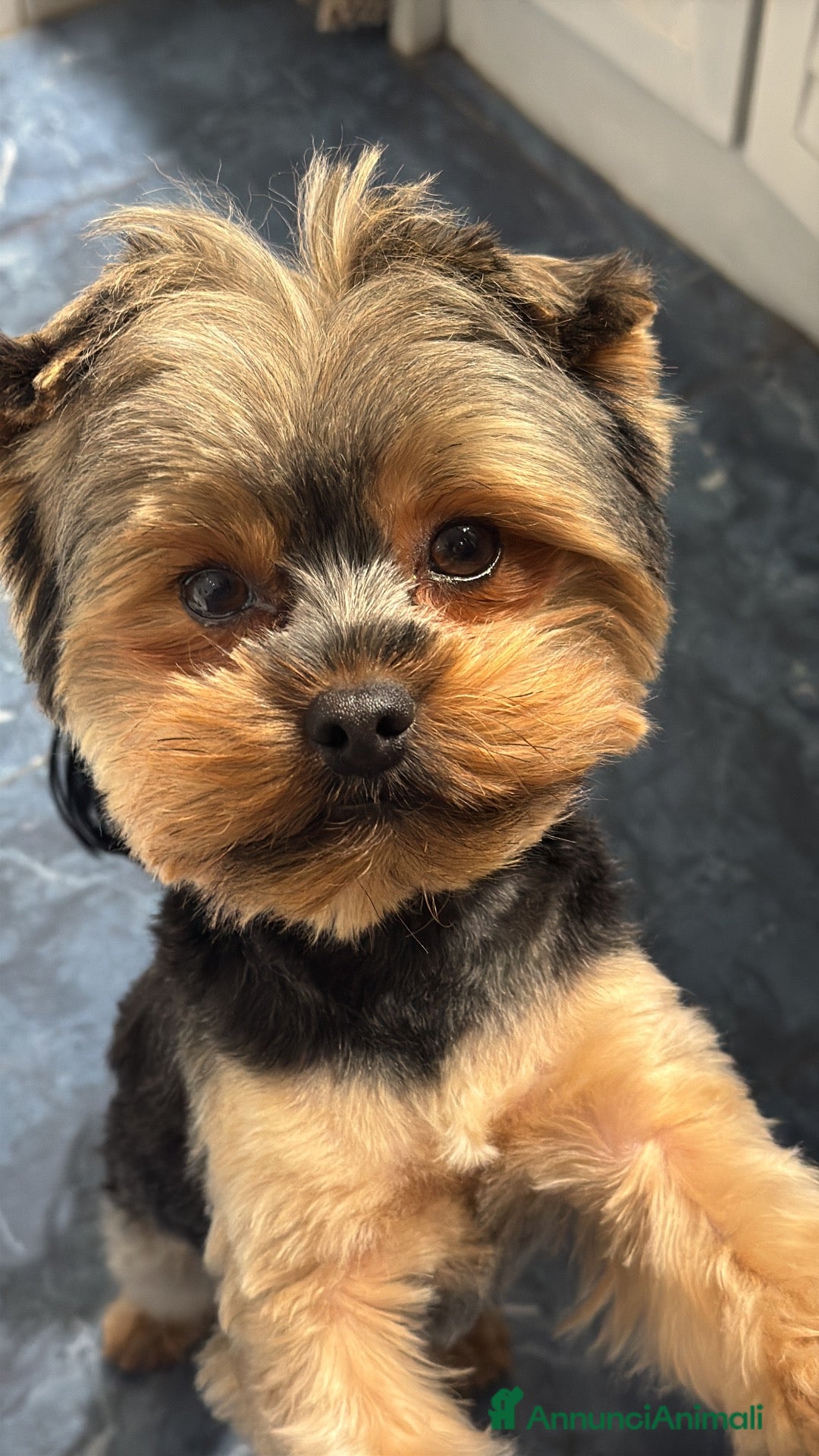 Yorkshire cani per accoppiamento: Cerco femmina per accoppiamento - Annuncio 1