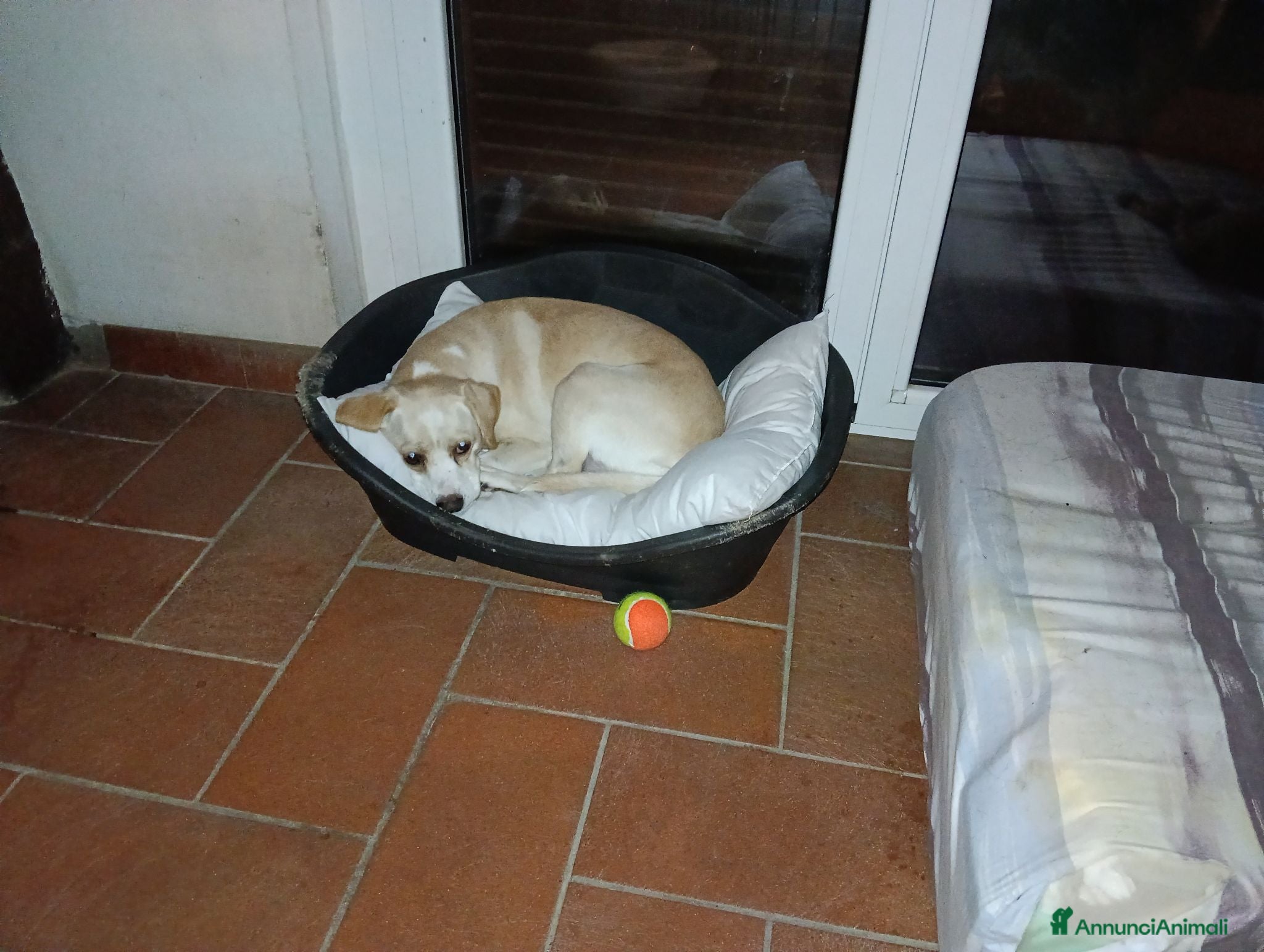 Meticcio cani Cani di 10 kg  - Annuncio 7