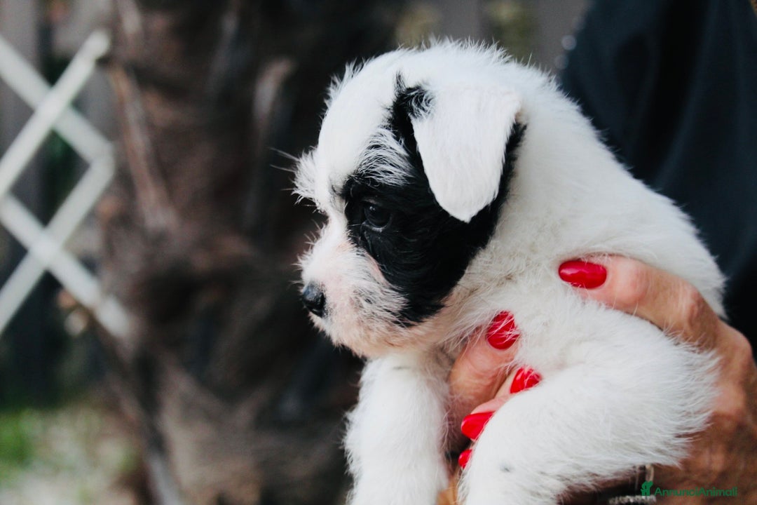 Immagine della galleria {{count}}