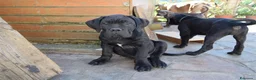 Cane Corso cani in vendita: Cuccioli di cane corso  - Annuncio 7