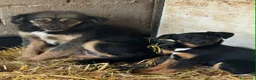 Meticcio cani in regalo: JUDI, cucciola rimasta sola! TG MEDIO PICCOLA - Annuncio 3