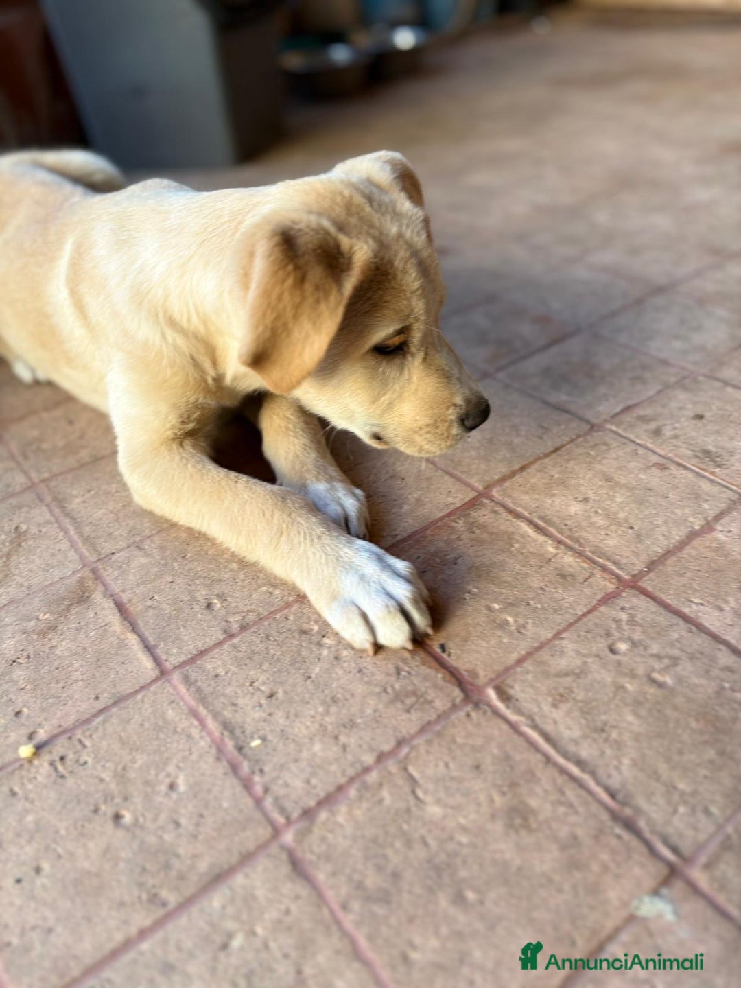 Meticcio cani in regalo: WILSON 💙 - cucciolo pastore, cerca una mamma 🥺 - Annuncio 5