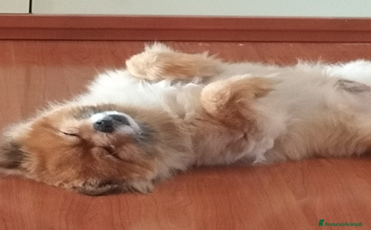 Spitz cani a Provincia di Campobasso - Annuncio 2