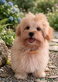 Maltipoo cani Cuccioli maltipoo - Annuncio 2