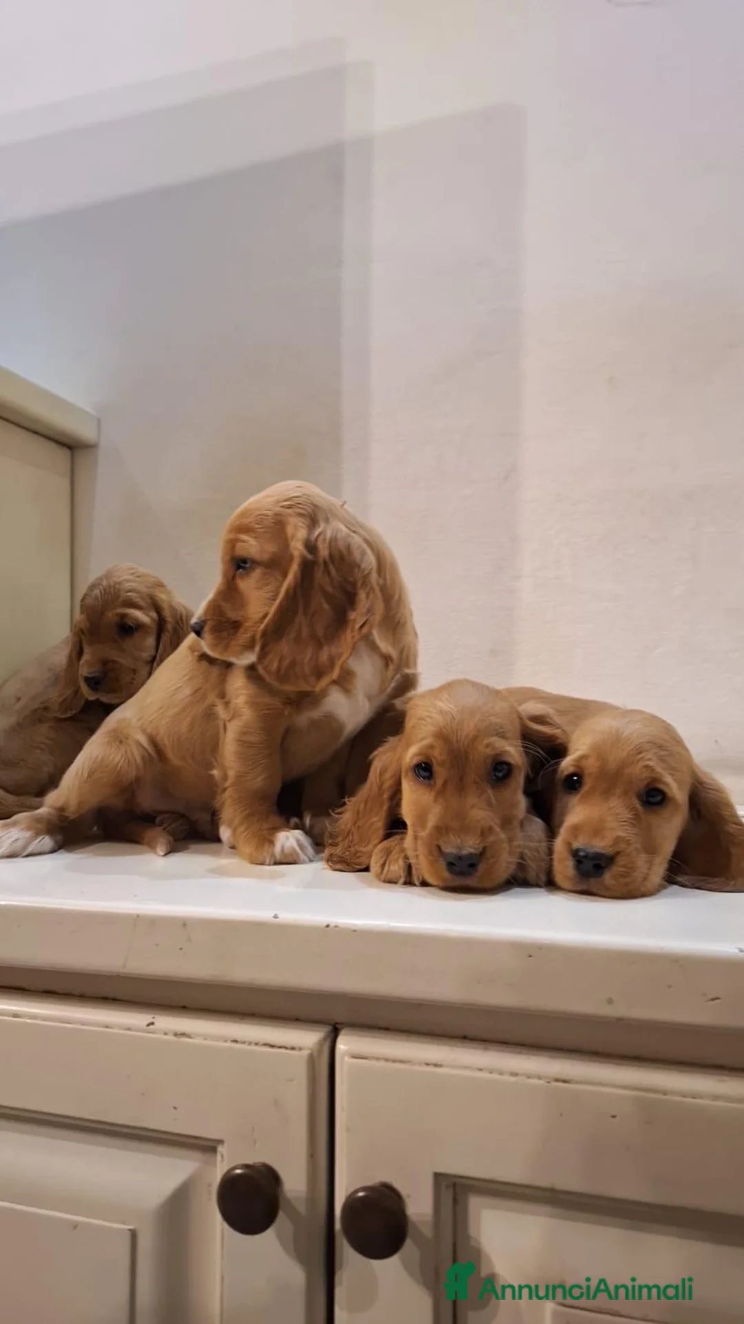 Cocker cani in vendita: Cuccioli di Cocker Spaniel  - Annuncio 2