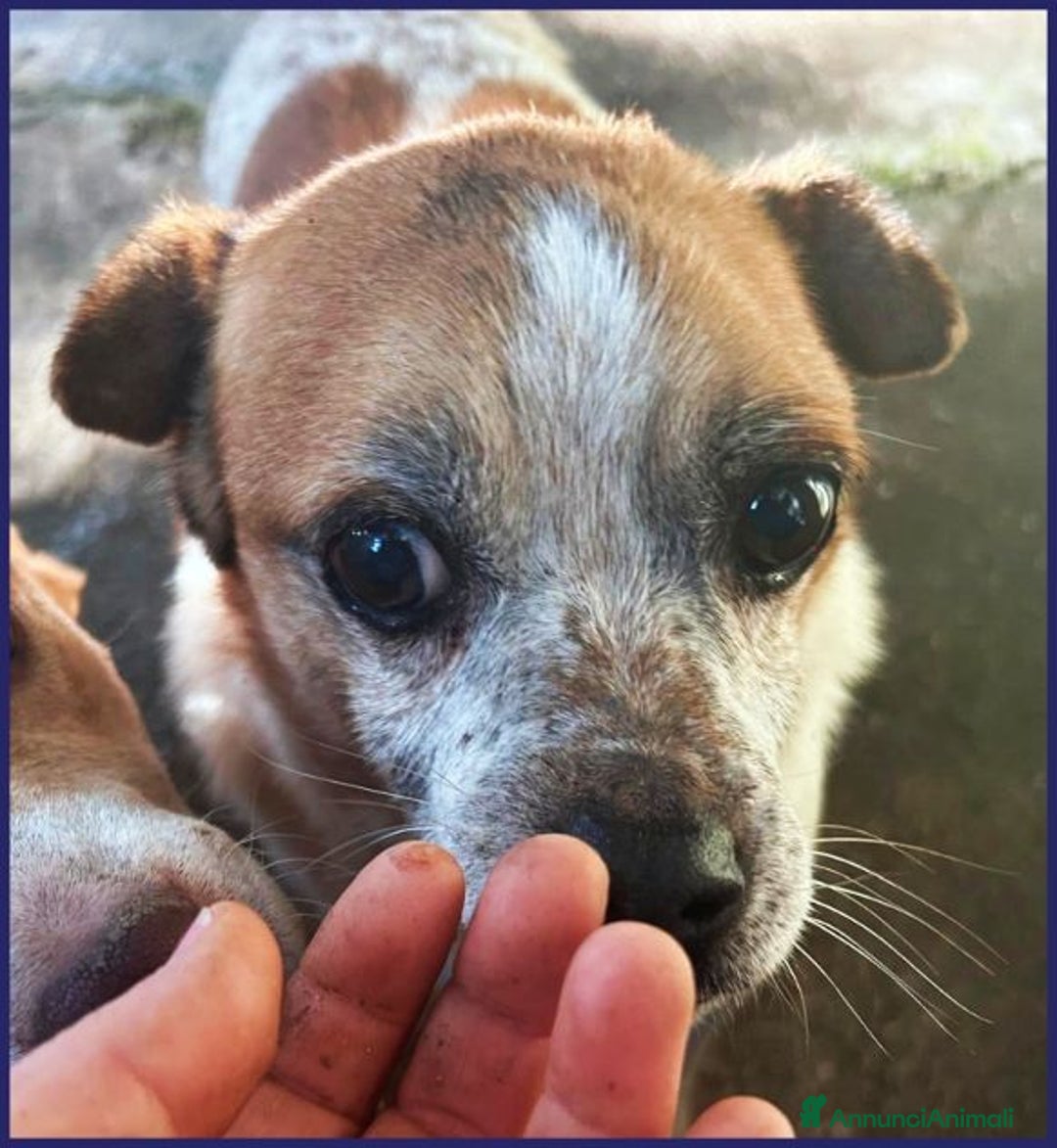 Meticcio cani in regalo: LILLO 8-9anni adorabile piccoletto! - Annuncio 3