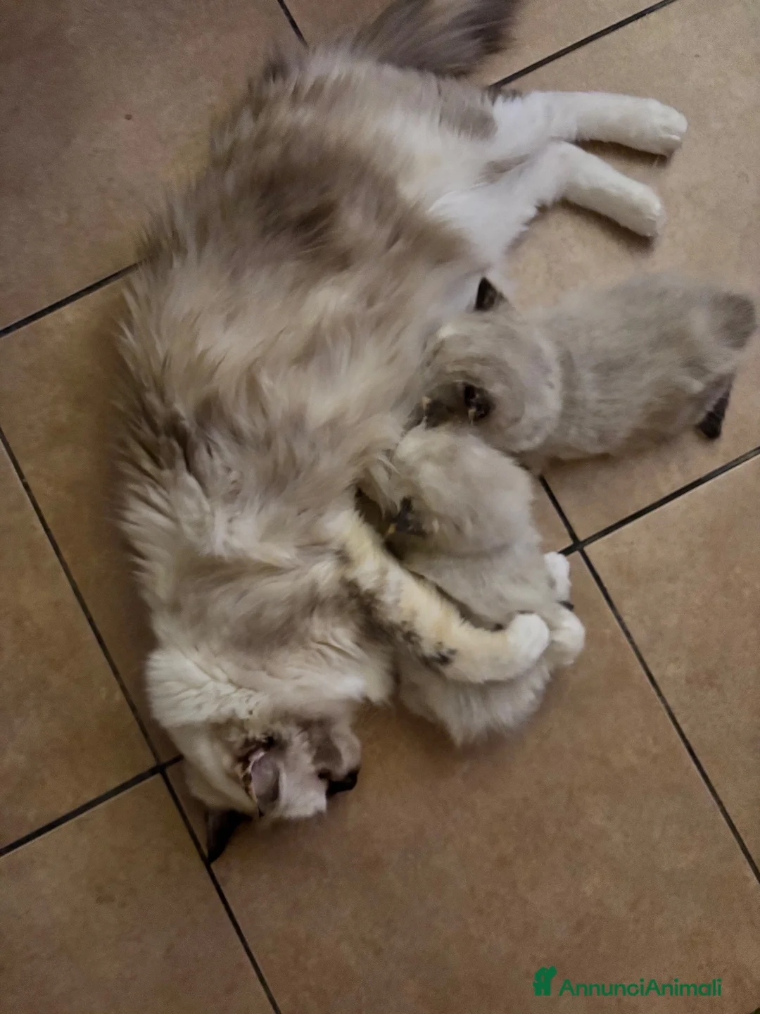 Ragdoll gatti in vendita: Splendidi cuccioli di Ragdoll - Annuncio 1