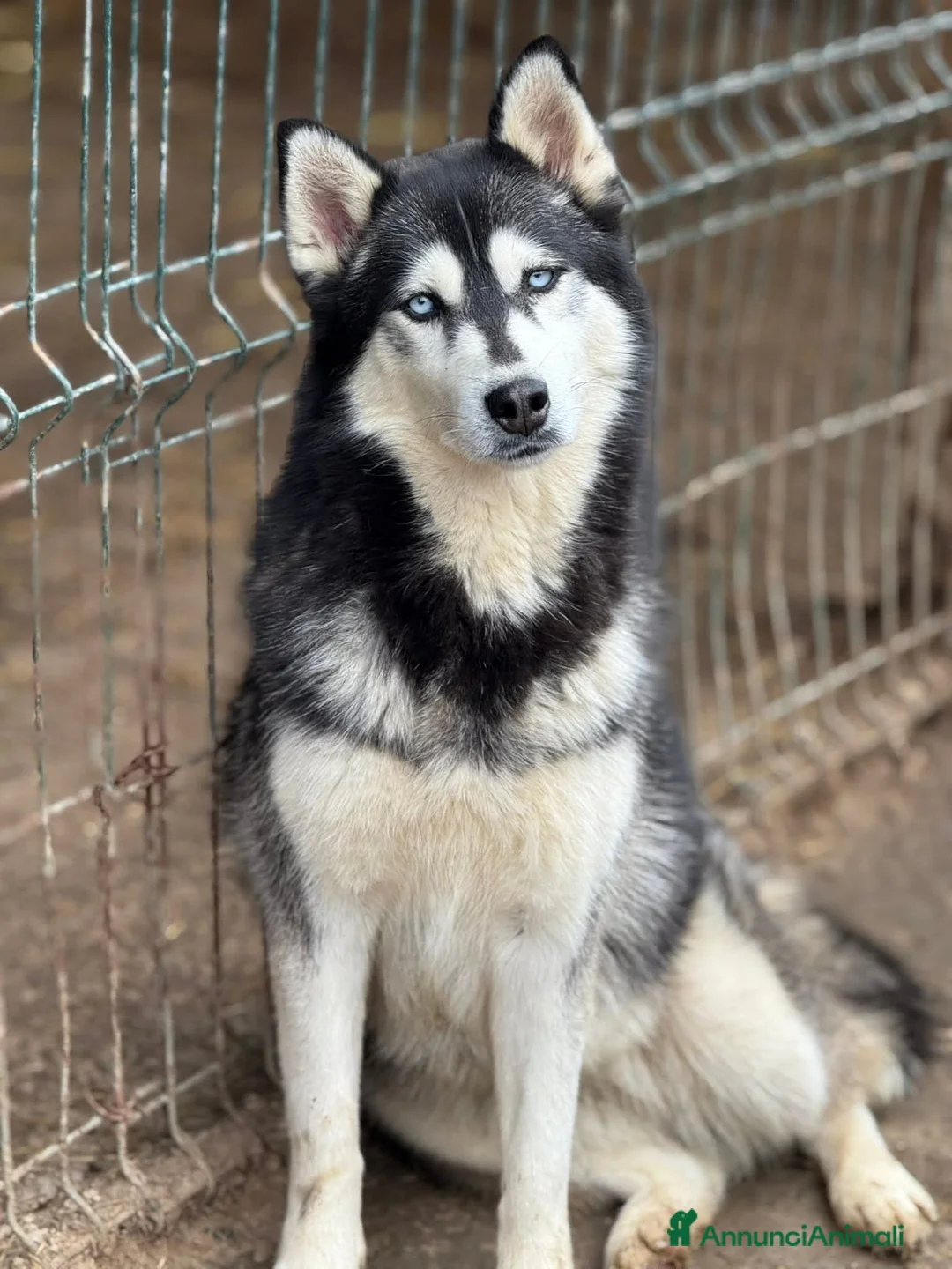 Husky cani in regalo: ECHO, HUSKY bella da togliere il fiato! - Annuncio 1