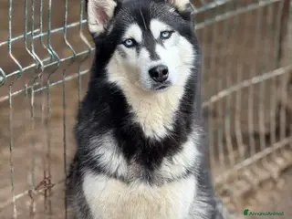 Husky cani ECHO, HUSKY bella da togliere il fiato! - Annuncio 1