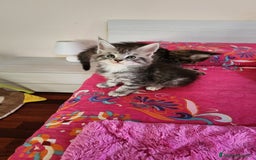 Maine Coon gatti in vendita: Cuccioli mainecoon - Immagine 2