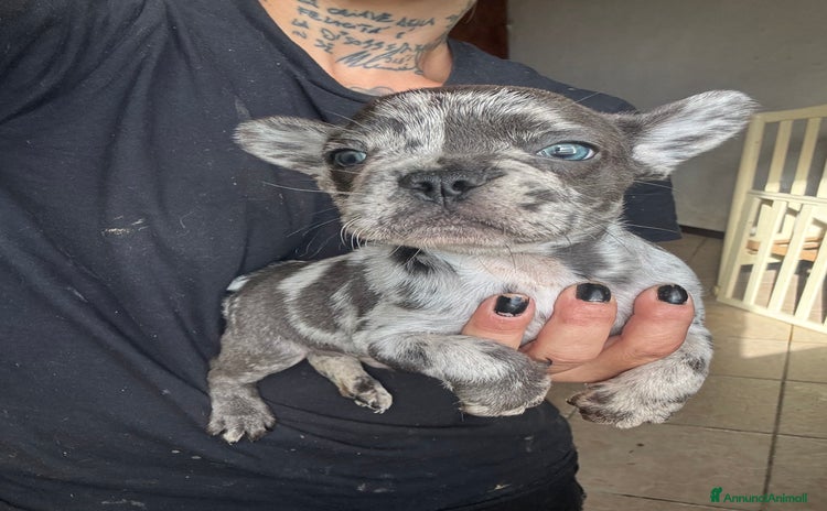 Bulldog Francese cani - Annuncio 3