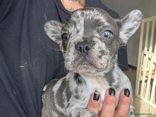 Bulldog Francese cani - Annuncio 34