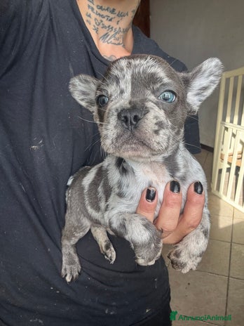 Bulldog Francese cani - Annuncio 4