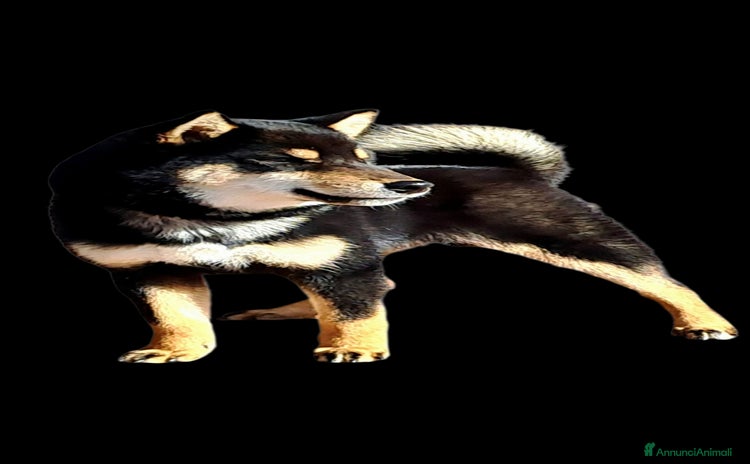Shiba Inu cani a Città metropolitana di Roma Capitale - Annuncio 8