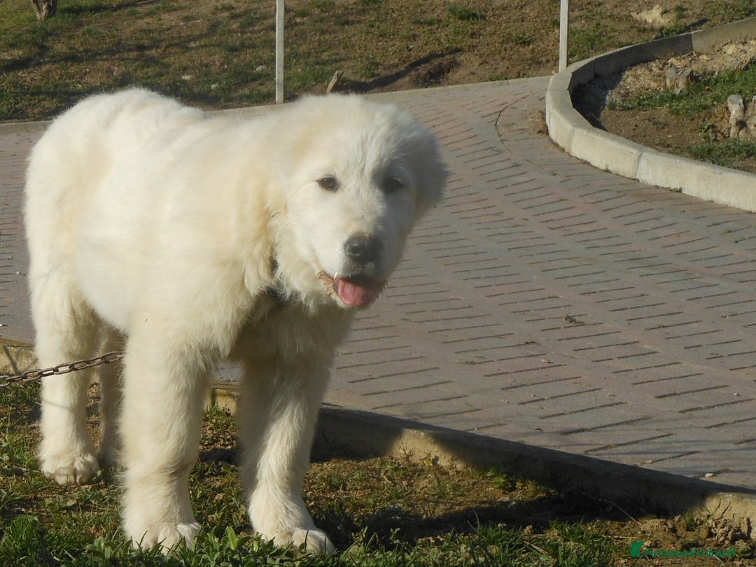 Pastore Maremmano cani in vendita: cuccioli di pastore maremmano abruzzese  - Annuncio 31
