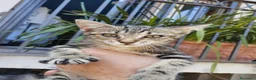Europeo gatti in regalo: Piccola terry - Annuncio 7
