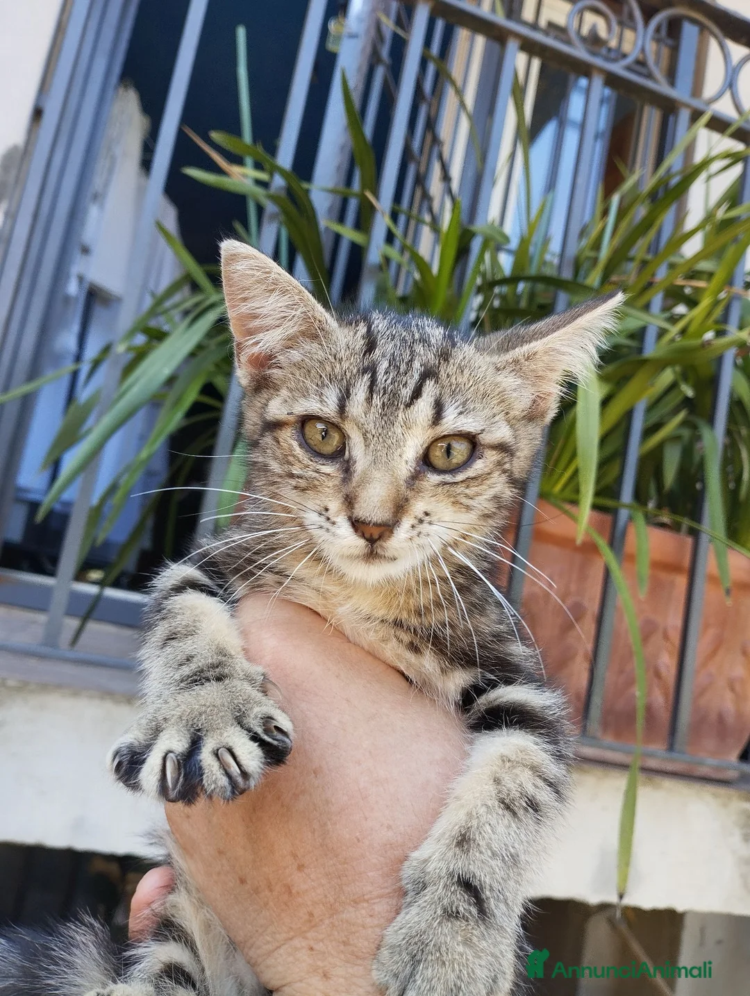 Europeo gatti in regalo: Piccola terry - Annuncio 7
