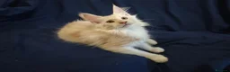 Maine Coon gatti in vendita: Gattini Maine Coon con pedigree AFSI - Annuncio 16
