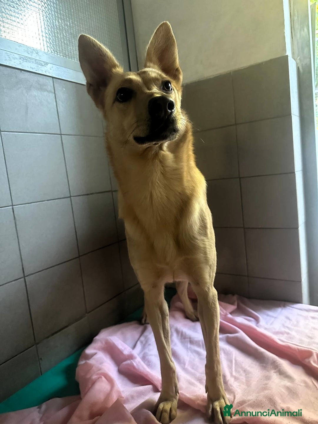 Meticcio cani in regalo: MANUEL CERCA CASA - Annuncio 7