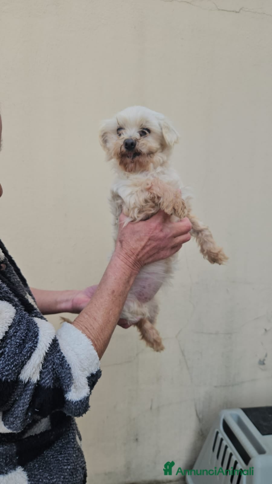 Maltese cani in regalo: Chioma: maltesina Toy 5 anni, socievole - Annuncio 2