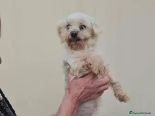 Maltese cani in regalo: Chioma: maltesina Toy 5 anni, socievole - Annuncio 2