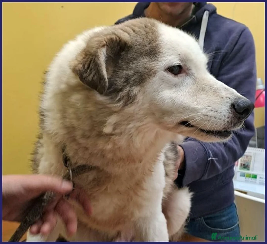 Meticcio cani in regalo: GENGIS CAN nonnino dolcissimo! tg media - Annuncio 2