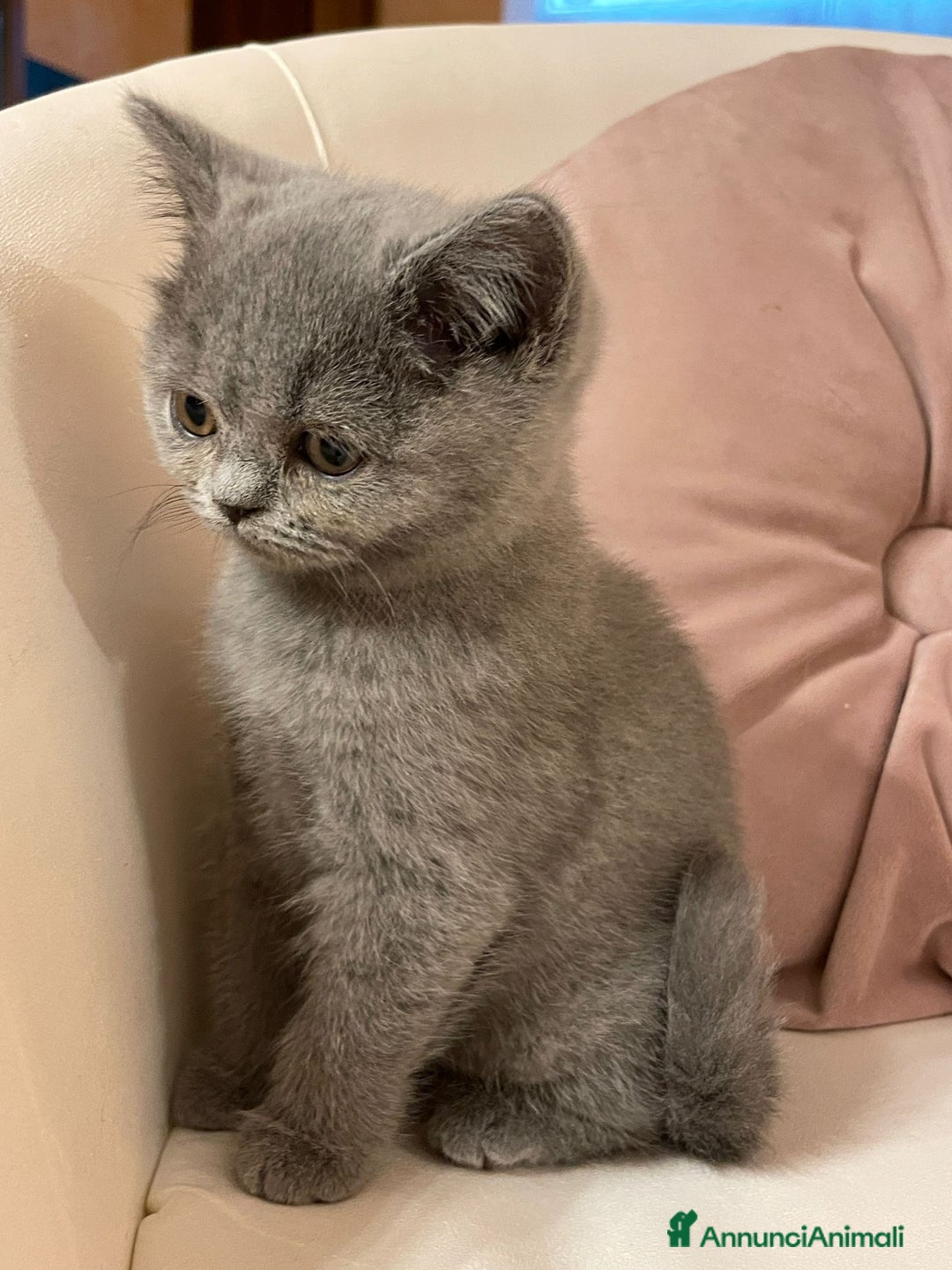 British gatti in vendita: MAGNIFICHE FEMMINUCCE BRITISH SHORTHAIR BLU - Annuncio 2