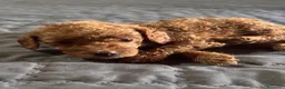 Barboncino Toy cani in vendita: Cuccioli di Barboncino Toy - Annuncio 4
