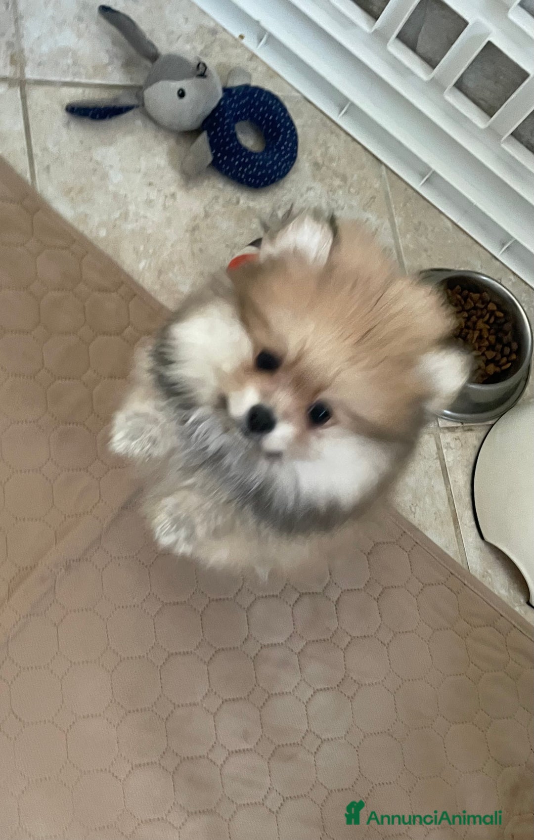 Volpino Pomerania cani in vendita: Spitz nano taglia mignon consegna a domicilio - Annuncio 7