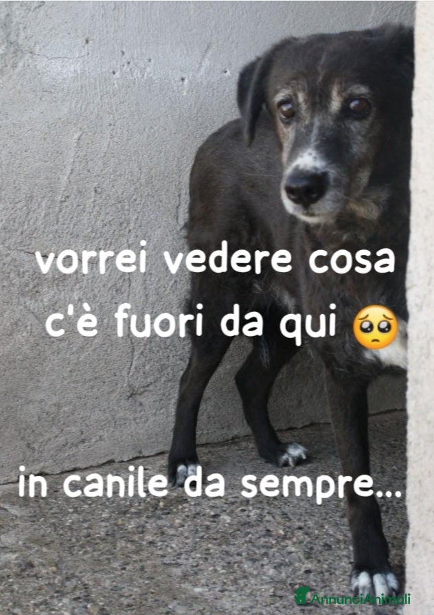 Meticcio cani 9anni femmina IN CANILE DA SEMPRE! PUGLIA a Città metropolitana di Milano - Annuncio 32