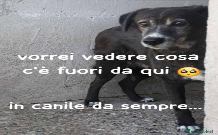 Meticcio cani a Città metropolitana di Milano - Annuncio 8