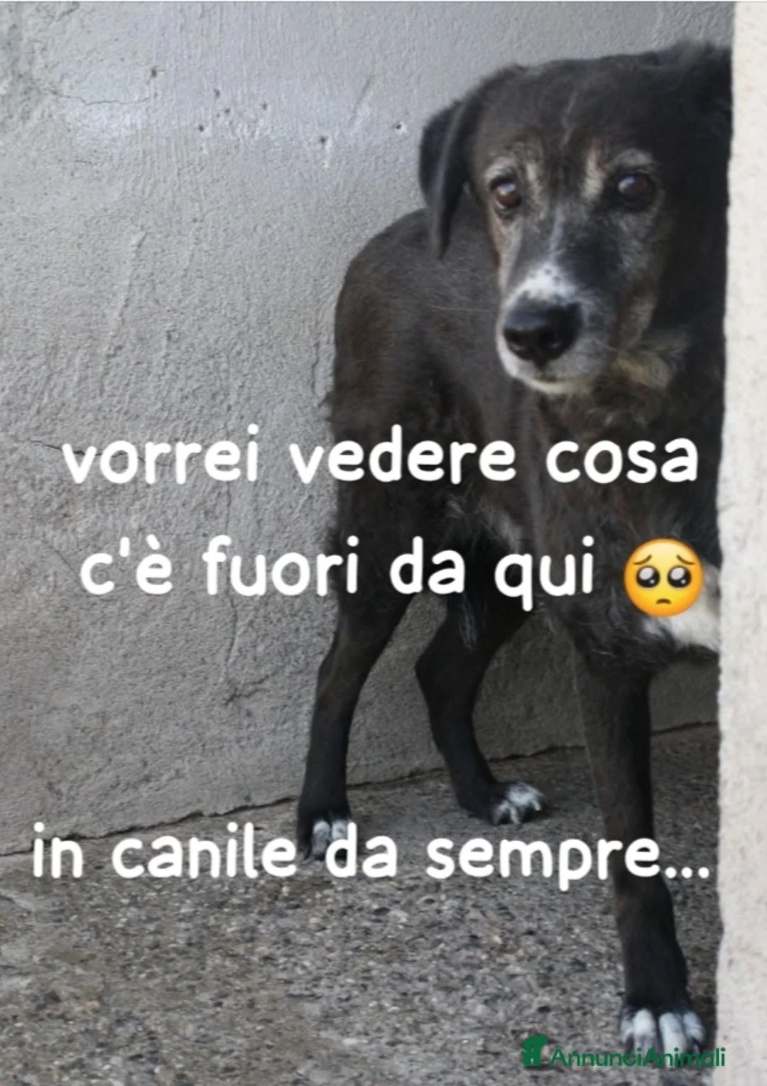Meticcio cani in regalo: 9anni femmina IN CANILE DA SEMPRE! PUGLIA a Città metropolitana di Milano - Annuncio 1