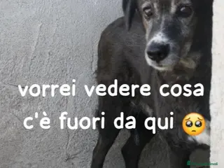 Meticcio cani 9anni femmina IN CANILE DA SEMPRE! PUGLIA a Città metropolitana di Milano - Annuncio 12