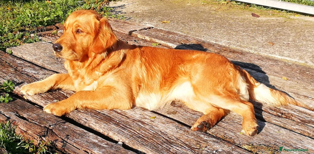 Golden Retriever cani in vendita: Cuccioli maschi di Golden Retriever con pedigree  - Annuncio 3